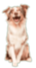 Plano de Saúde de Gato