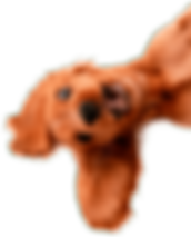 Plano de saúde animal